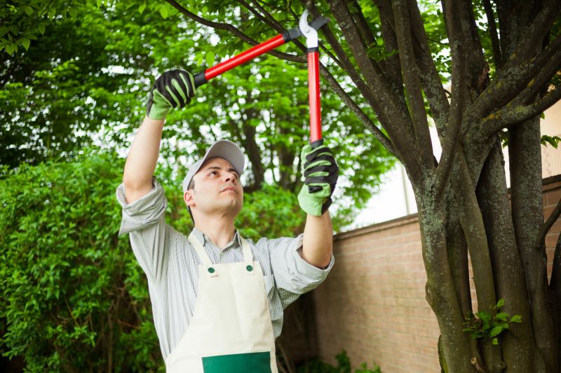 Beech Tree Pruning in Reno, NV