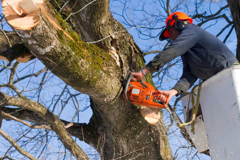Dead Tree Removal in Allentown, PA