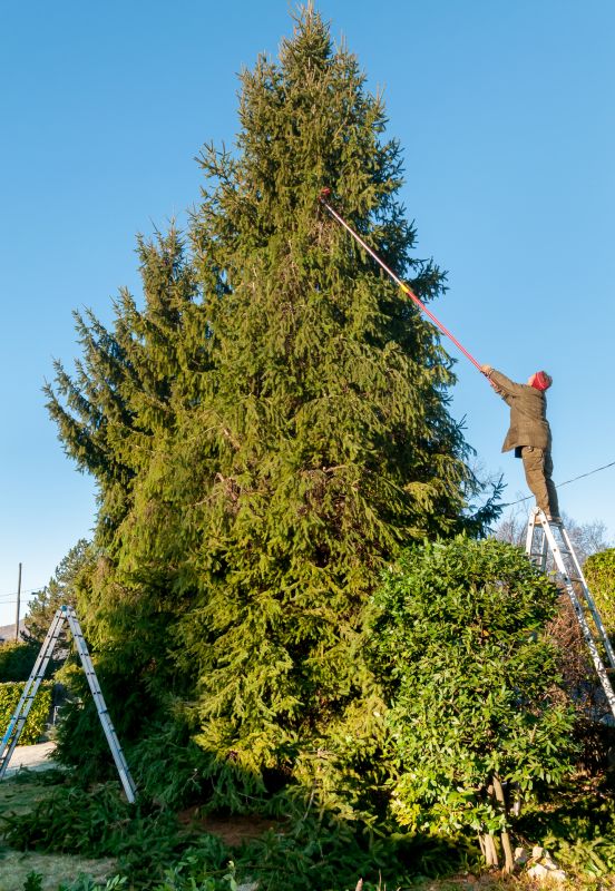 Pine Tree Trimming in Reno, NV