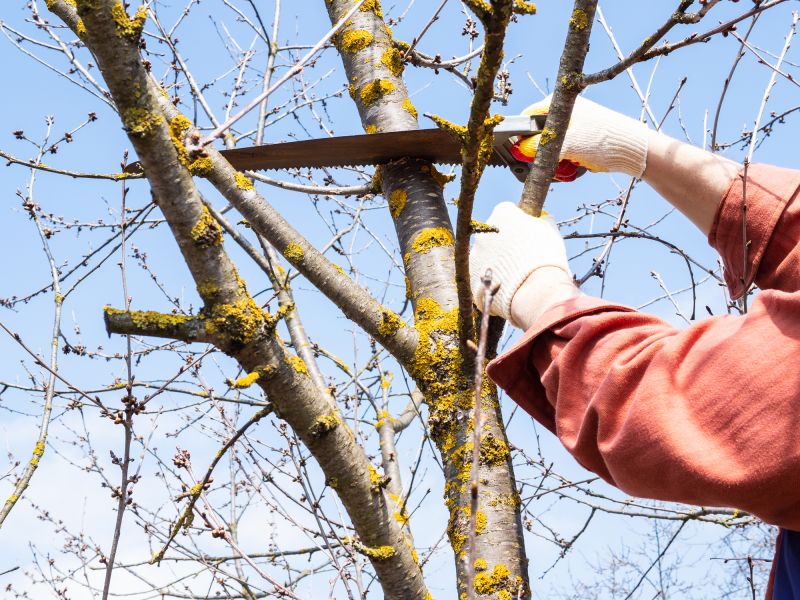Tree Branch Cutting in Reno, NV