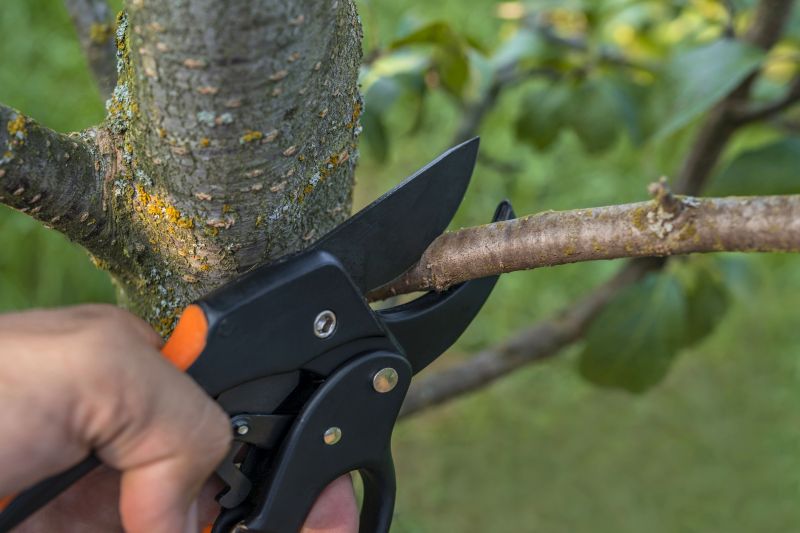 Birch Tree Removal in Doylestown, PA