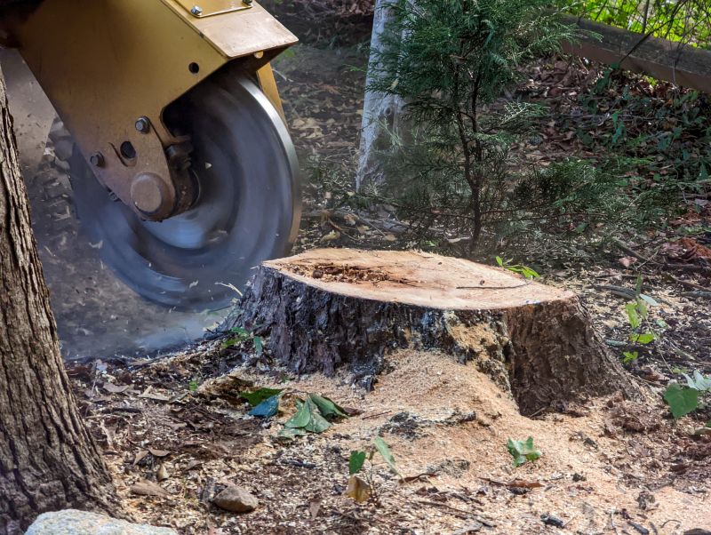 Bush Stump Grinding in Aiken, SC