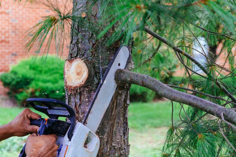 Dead Branch Removal in Reno, NV
