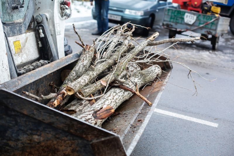 Dead Branch Removal in Reno, NV