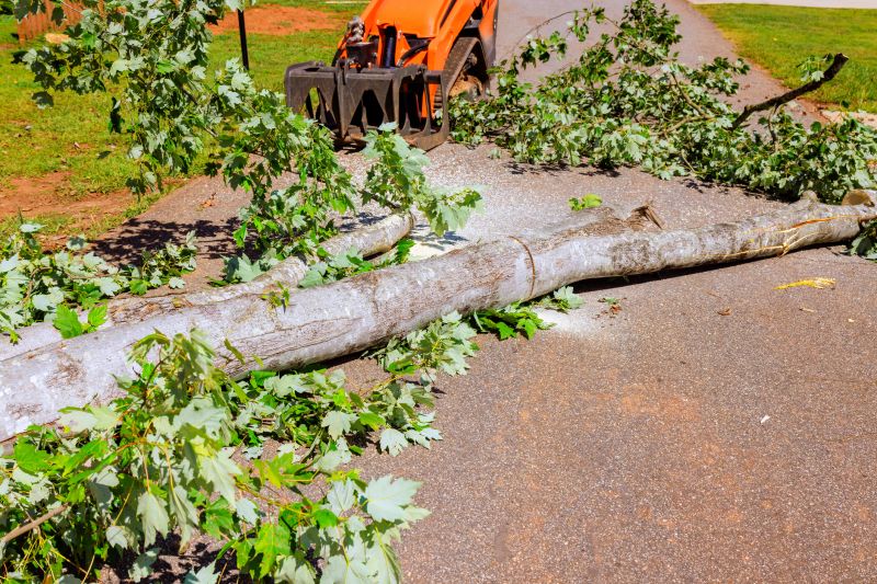 Dead Tree Removal in Doylestown, PA