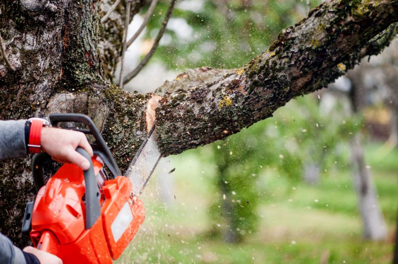 Limb Pruning in Reno, NV