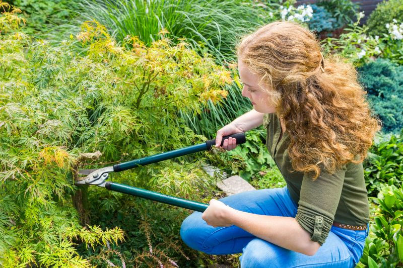Maple Tree Pruning in Reno, NV