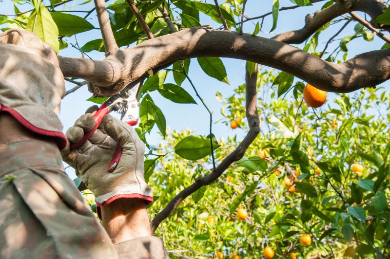 Orchard Tree Pruning in Reno, NV