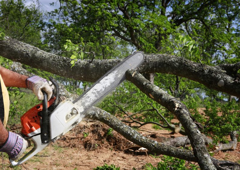 Products For Tree Grindings in use