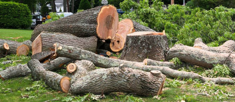 Spruce Tree Removal in Pottstown, PA