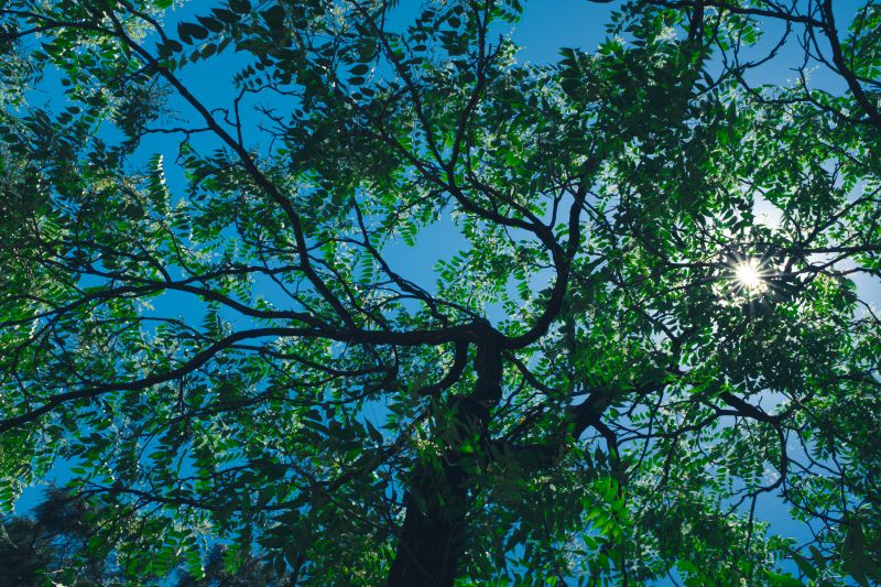 Tree Canopy Thinning in Reno, NV