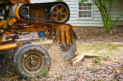 Tree Grinding Costs — Cost of Tree Grinding