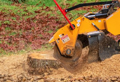 Tree Grinding Costs — Cost of Tree Grinding