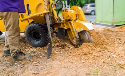 Tree Grinding Costs — Cost of Tree Grinding
