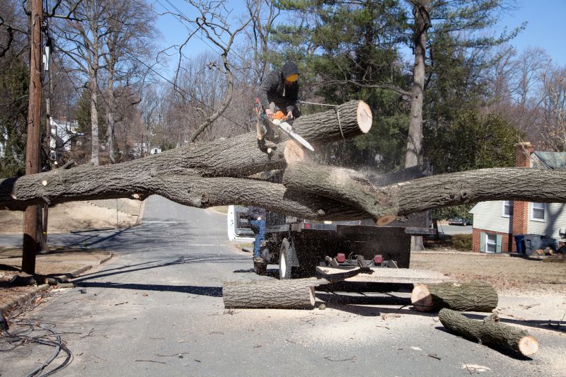 Tree Removal Service in Reno, NV