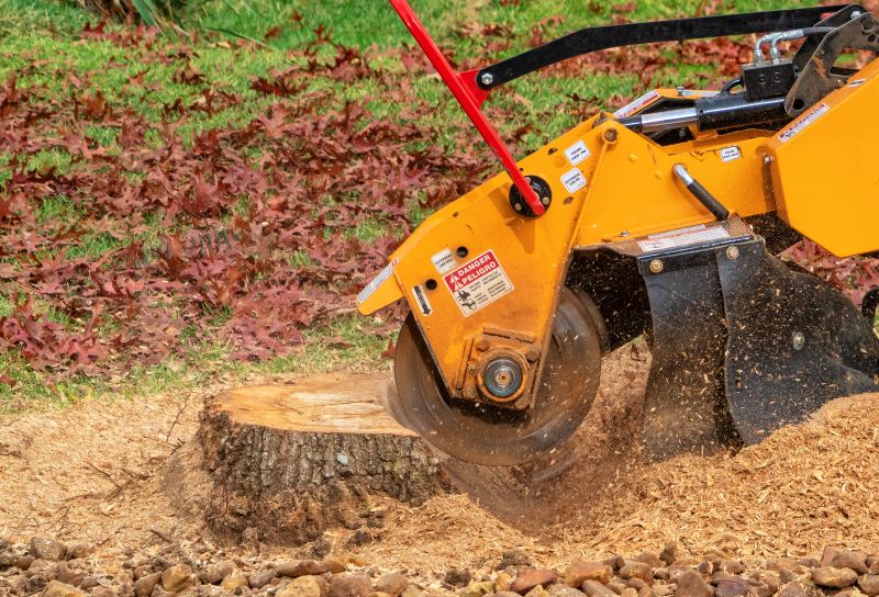 Tree Stump Removal in Prince Georges County, MD