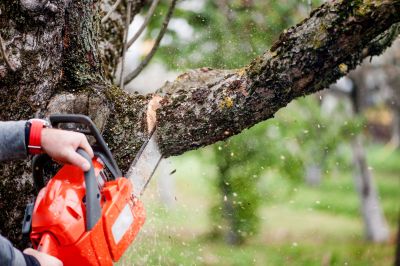 Certified Tree Service Providers