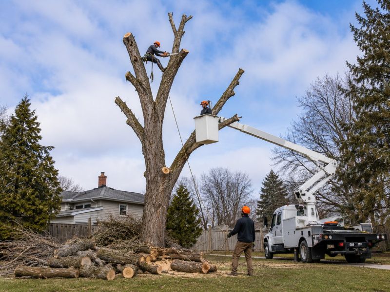 Willow Tree Removal in Allentown, PA