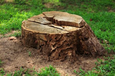 Reduce Tree Stumps and Tree Roots!